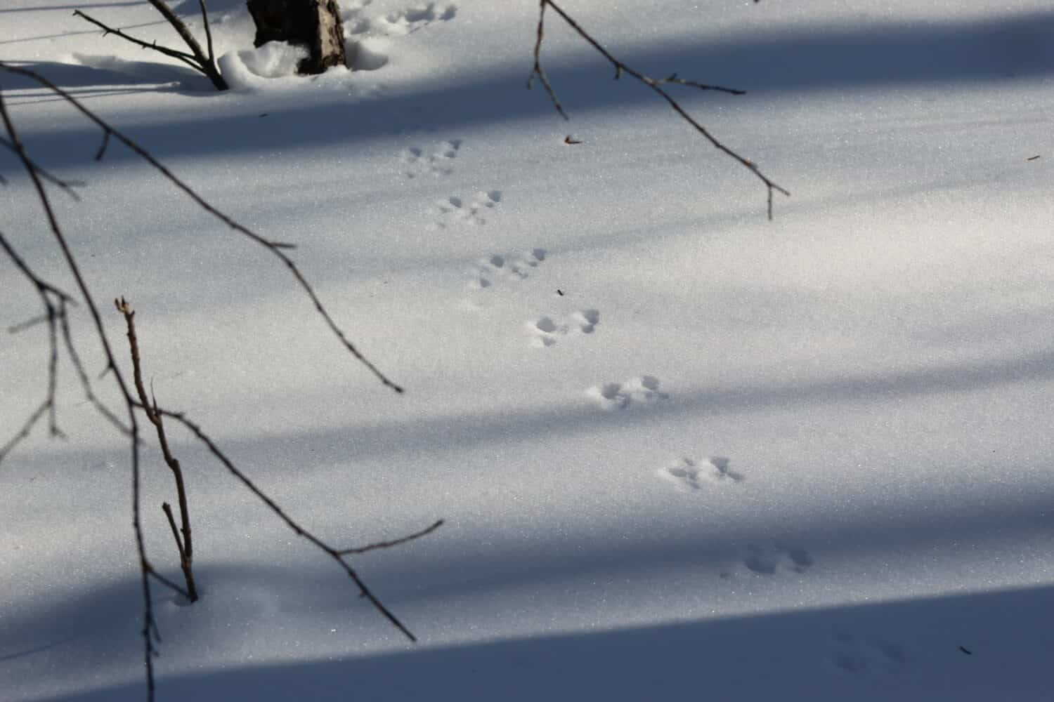 ermine tracks in the snow