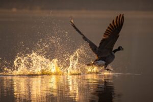 A Wild Goose Chase: Meaning & Origin Revealed Picture