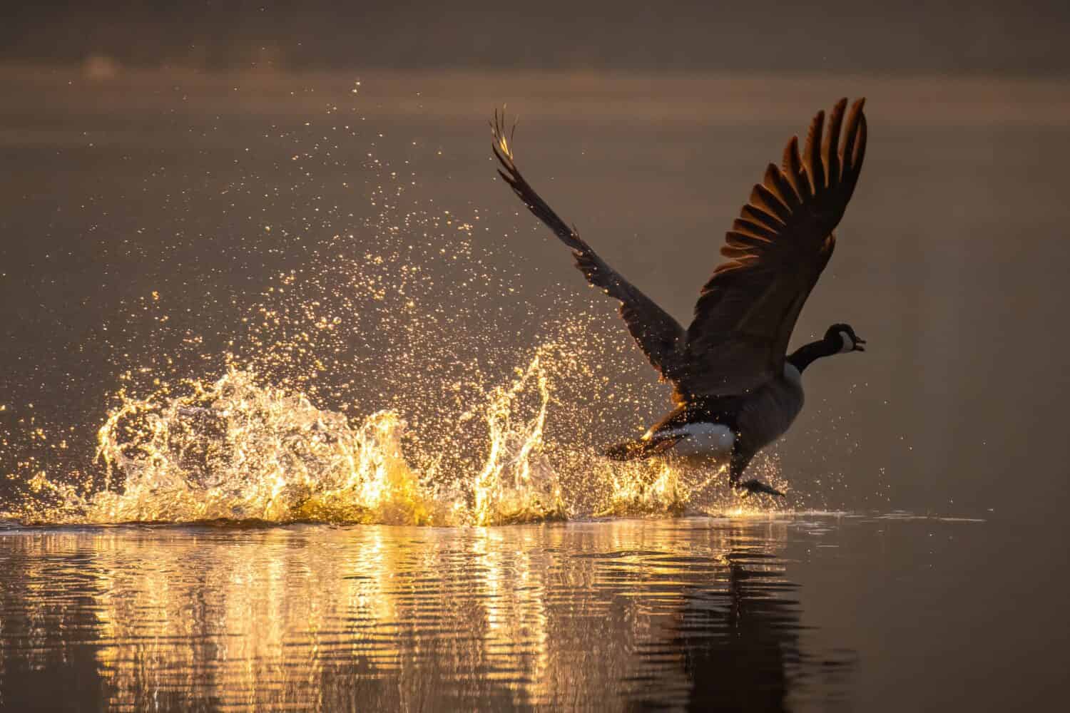 A Canada Goose takes flight with wings spread from the lake in the early morning light. Lake Benson Park, Garner, North Carolina.