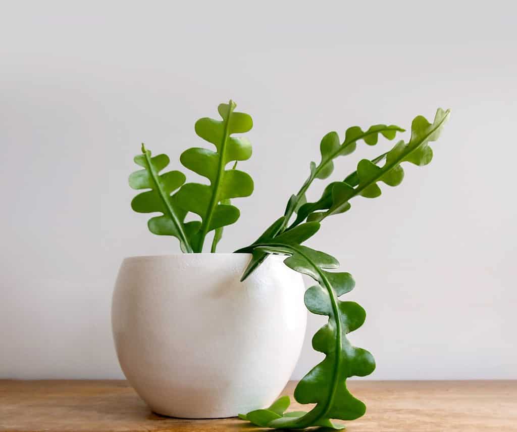 Fishbone Cactus houseplant also known as the Zig Zag plant and Epiphyllum Anguliger on a shabby chic, wooden shelf. Isolated on white background, copyspace. Close up on its long, green, wavy stems.