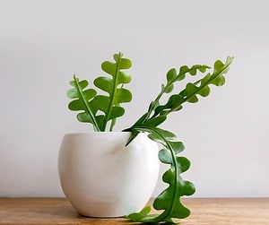 25 Amazing Houseplant Trends for 2023 Picture