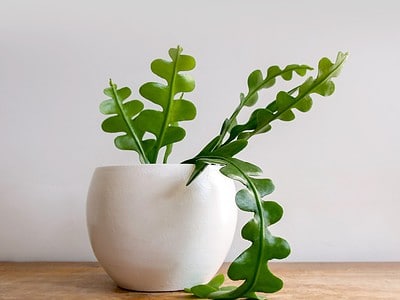 A 25 Amazing Houseplant Trends for 2024
