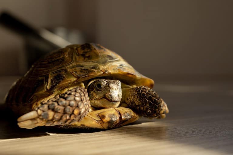 Do Tortoises Make Good Pets? - A-Z Animals