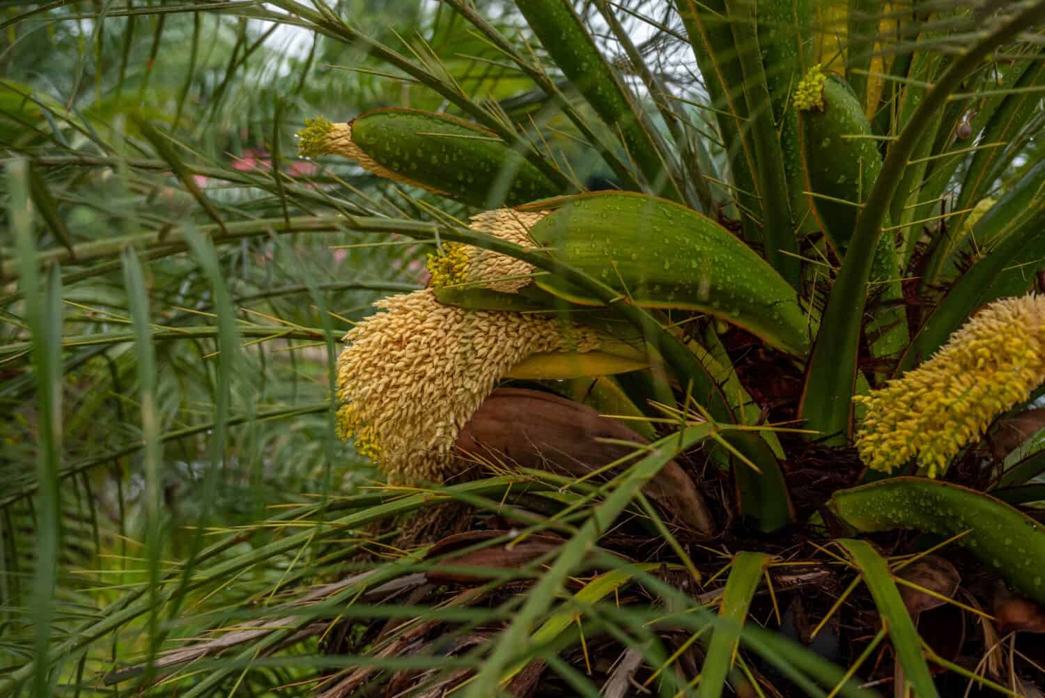 beautiful cluster of Phoenix Roebelenii (Pygmy date palm) yellowish flowers with rain drops