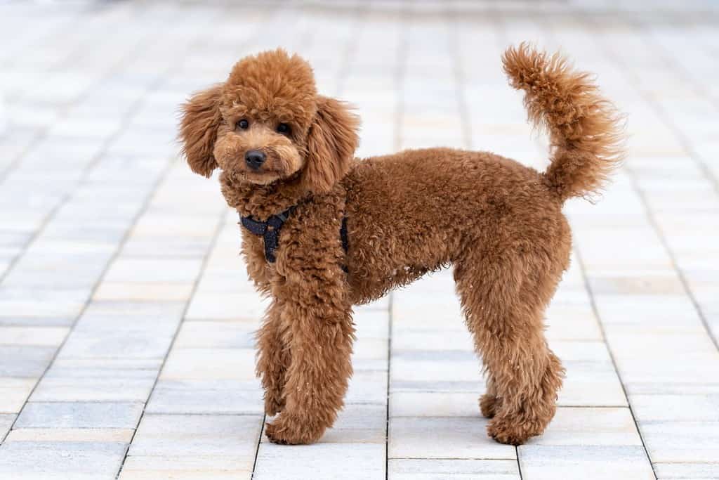 Beautiful little brown poodle dog in a harness. Miniature poodle pet puppy on a walk in the street.