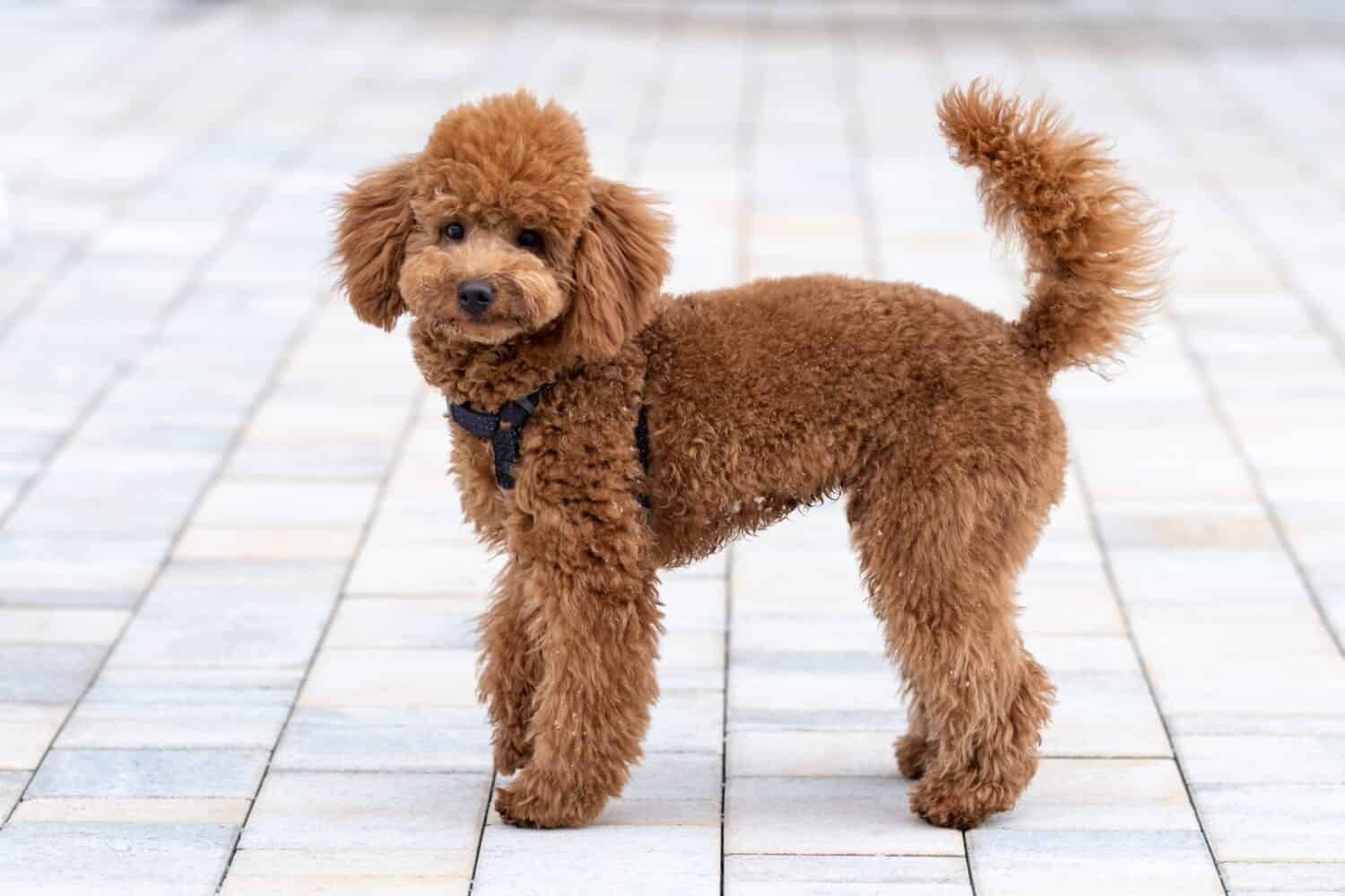 Like Benji, miniature poodles are intelligent and easy to train