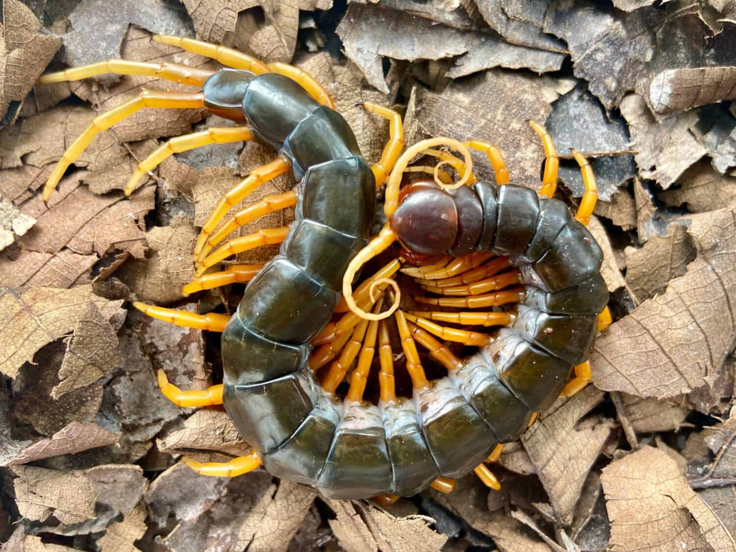 Yellow Legs Centipede (Scolopendra Dehaani) with dried leaves background