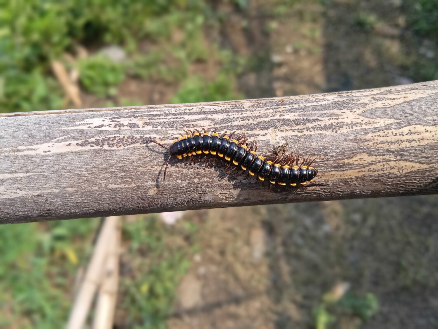 a small millipede caterpillar or an animal whose Latin name is Harpaphe haydeniana. but people call it the yellow-spotted millipede, almond-scented millipede or cyanide millipede. close-up