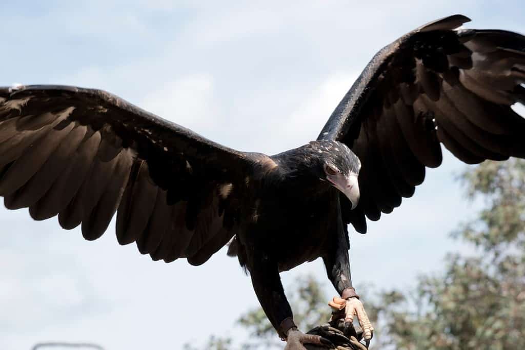 the wedge tail eagle has spread its wings ready for flight