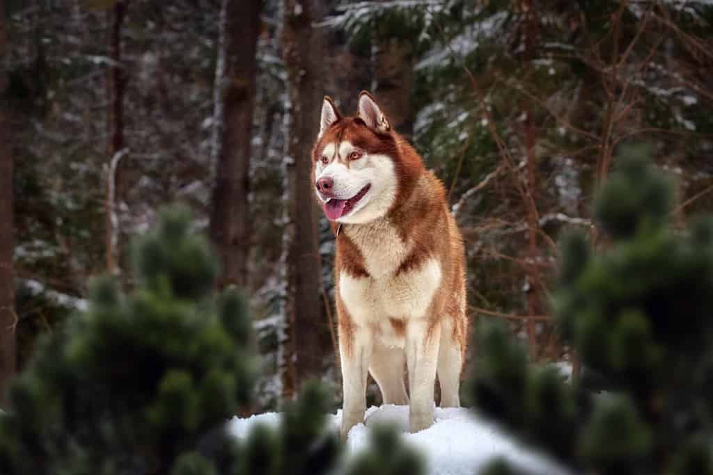 Copper Red Siberian Husky