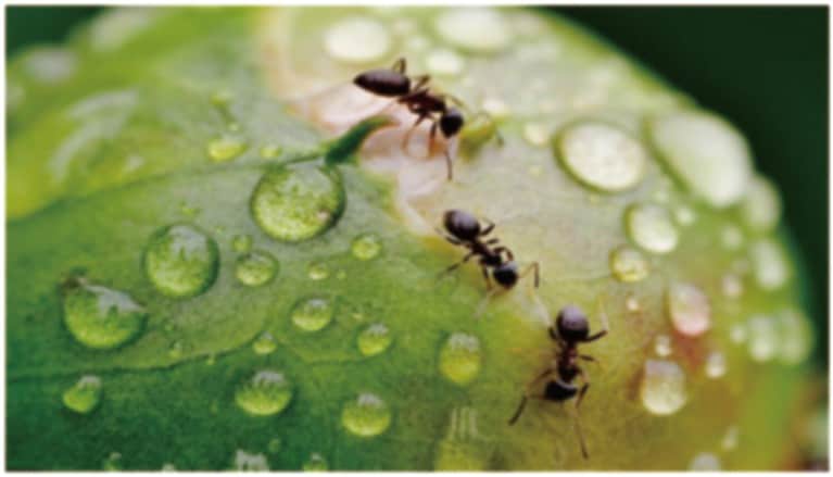 defocused abstract background of ants on leaves after rain at bojong danas