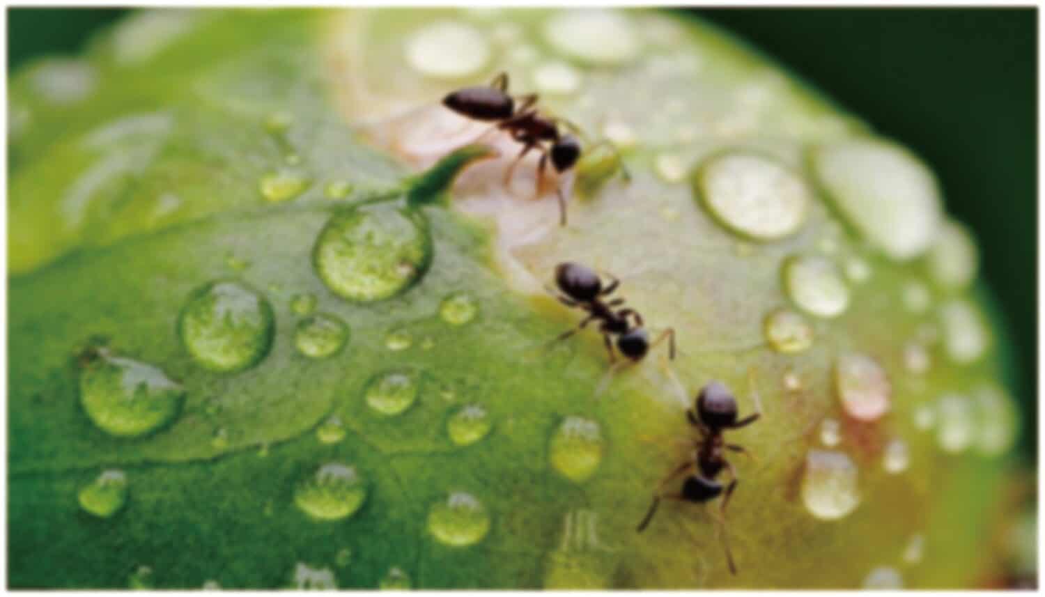 defocused abstract background of ants on leaves after rain at bojong danas