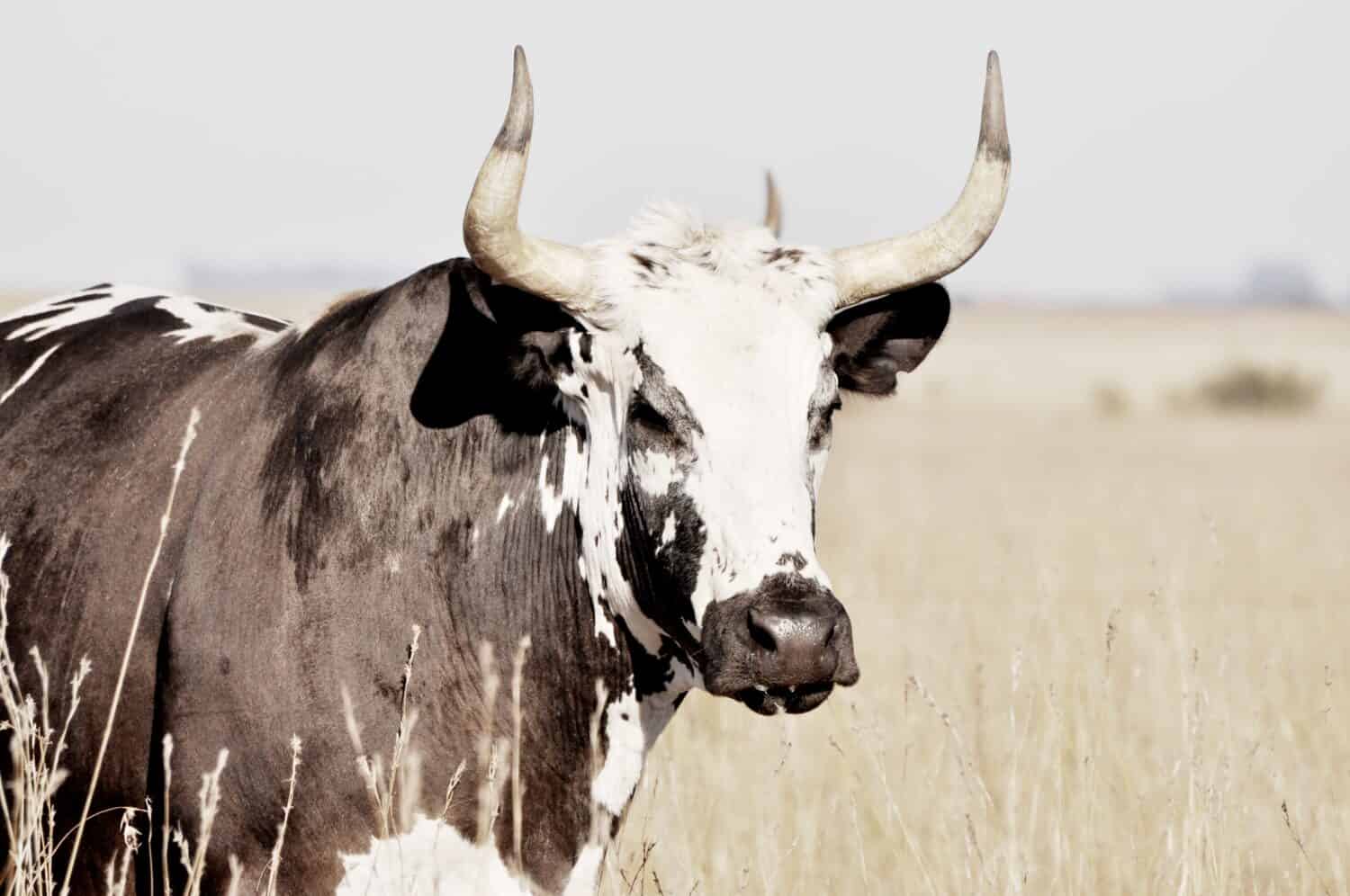 A portrait of a Texas Longhorn cattle with black and white patterned skin in the farmland