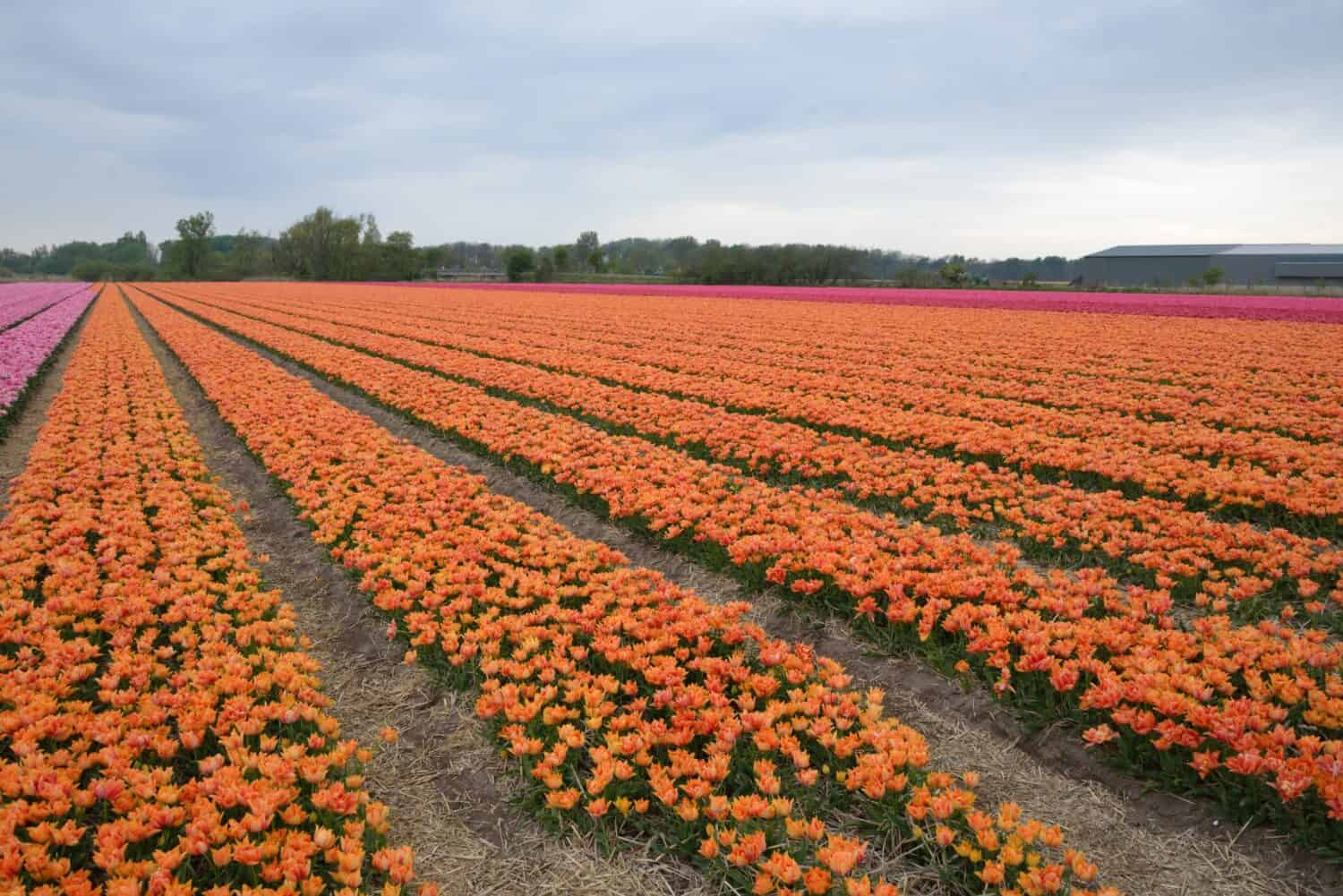 Tulipa 'Willem van Oranje' is a tulip of the double early group (Div. 2) with orange flowers, tulip field in Holland