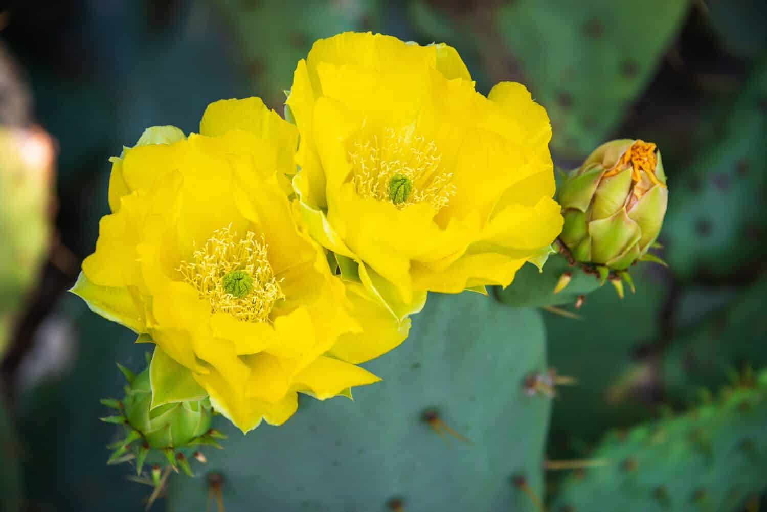 Beautiful yellow blossoms of Prickly Pear Cactus flower (Opuntia humifusa) in Texas spring. Closeup.
