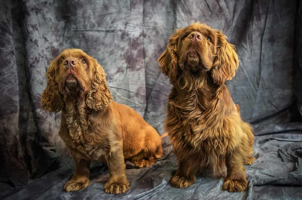 Sussex Spaniel