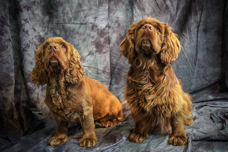 Sussex Spaniel