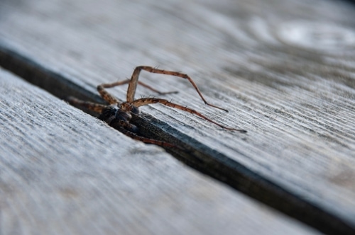 Dock spider crawling out of a crack