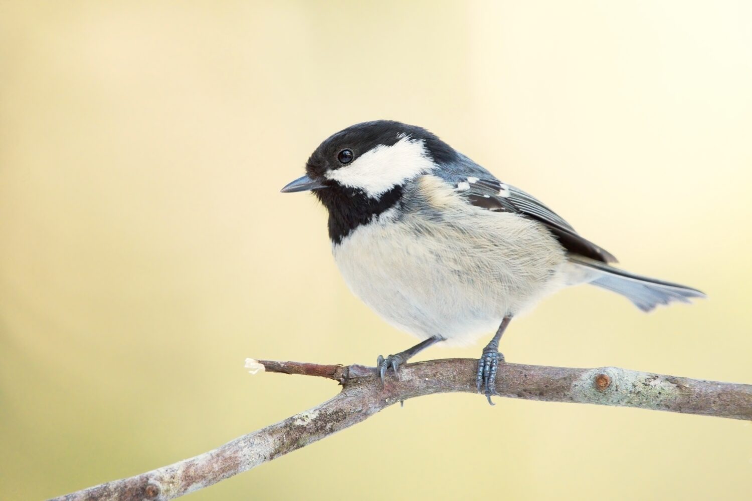 Coal tit (Periparus ater) sitting on a branch in forest.