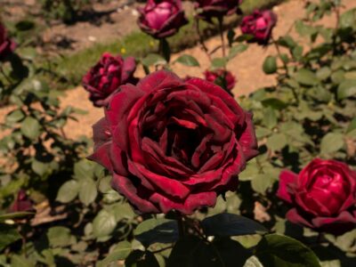 A Roses In West Virginia: What Roses Grow Best, Stunning Rose Gardens, and More!