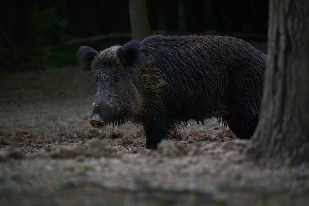 Large dominant wild hog female rooting in the forest