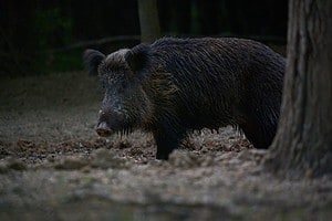 Feral Hogs in Wisconsin: Where Do They Live and Are They Dangerous? Picture
