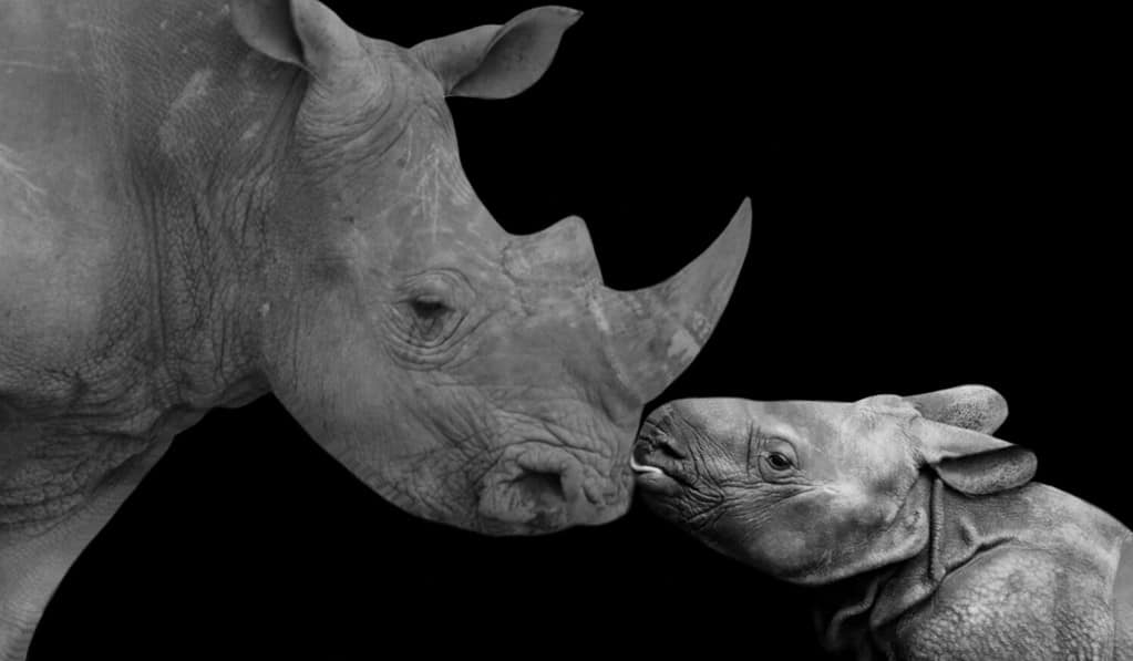 Mother And Baby Rhino Together In The Black Background