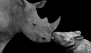 Watch a Rhino Calf Charge and Buck Two Humans Trying to Treat Its Mother Picture