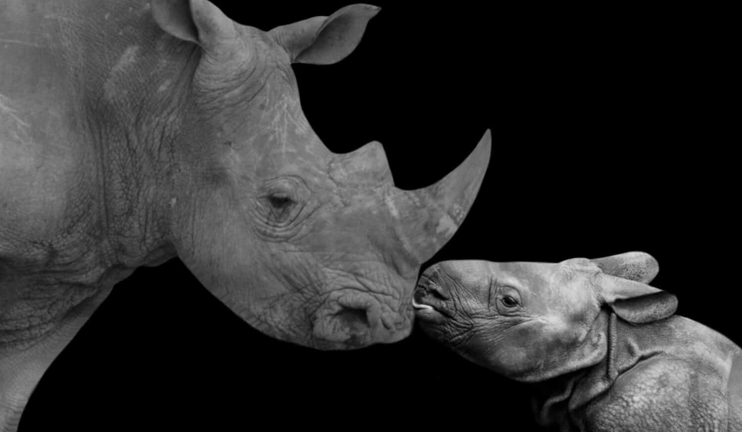 Watch a Rhino Calf Charge and Buck Two Humans Trying to Treat Its ...