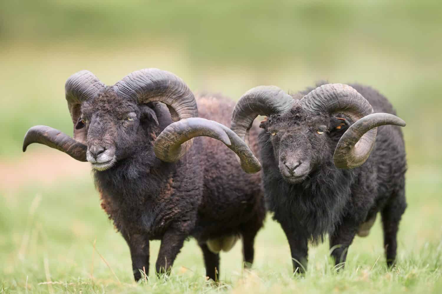 Sheep wool contains keratin