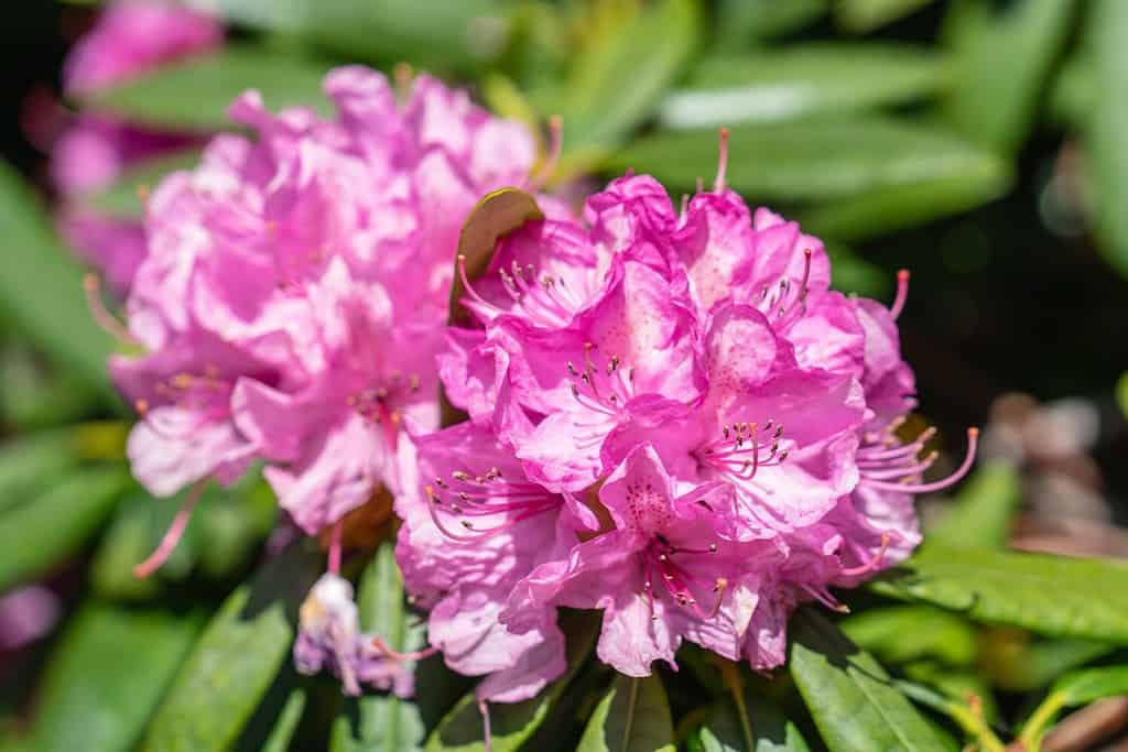 California rhododendron is a large-leaved species of Rhododendron native to the Pacific Coast of North America