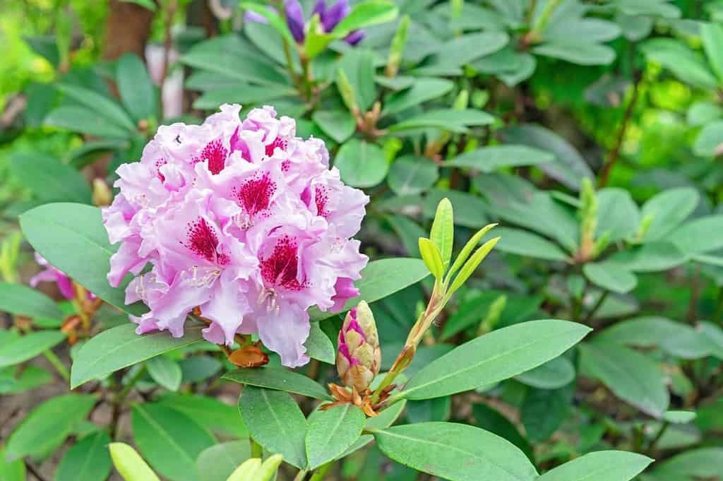 Pacific Rhododendron. Pink California rhododendron. Blooming rhododendrons in the summer garden.