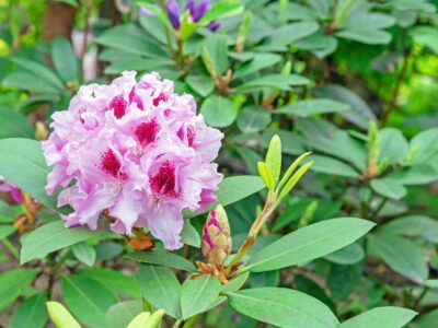 A When Do Rhododendrons Bloom? Discover Peak Season by Zone
