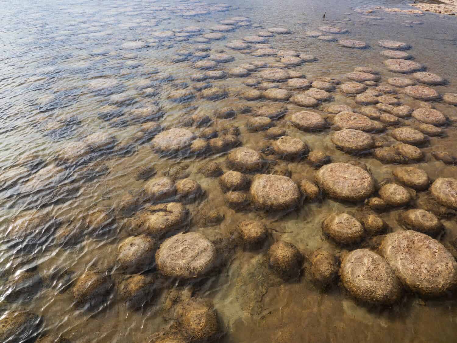 Thrombolites at Lake Clifton Western Australia