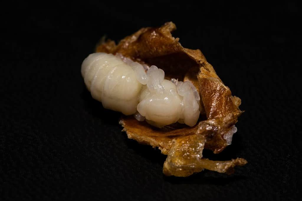 A close up of the thorax of a Buckfast queen bee pupae in a wax casing.