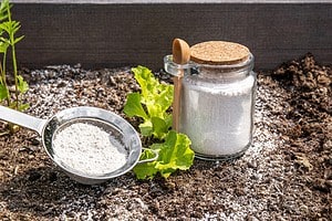 Diatomaceous Earth: Why You Need Some in Your House Today Picture