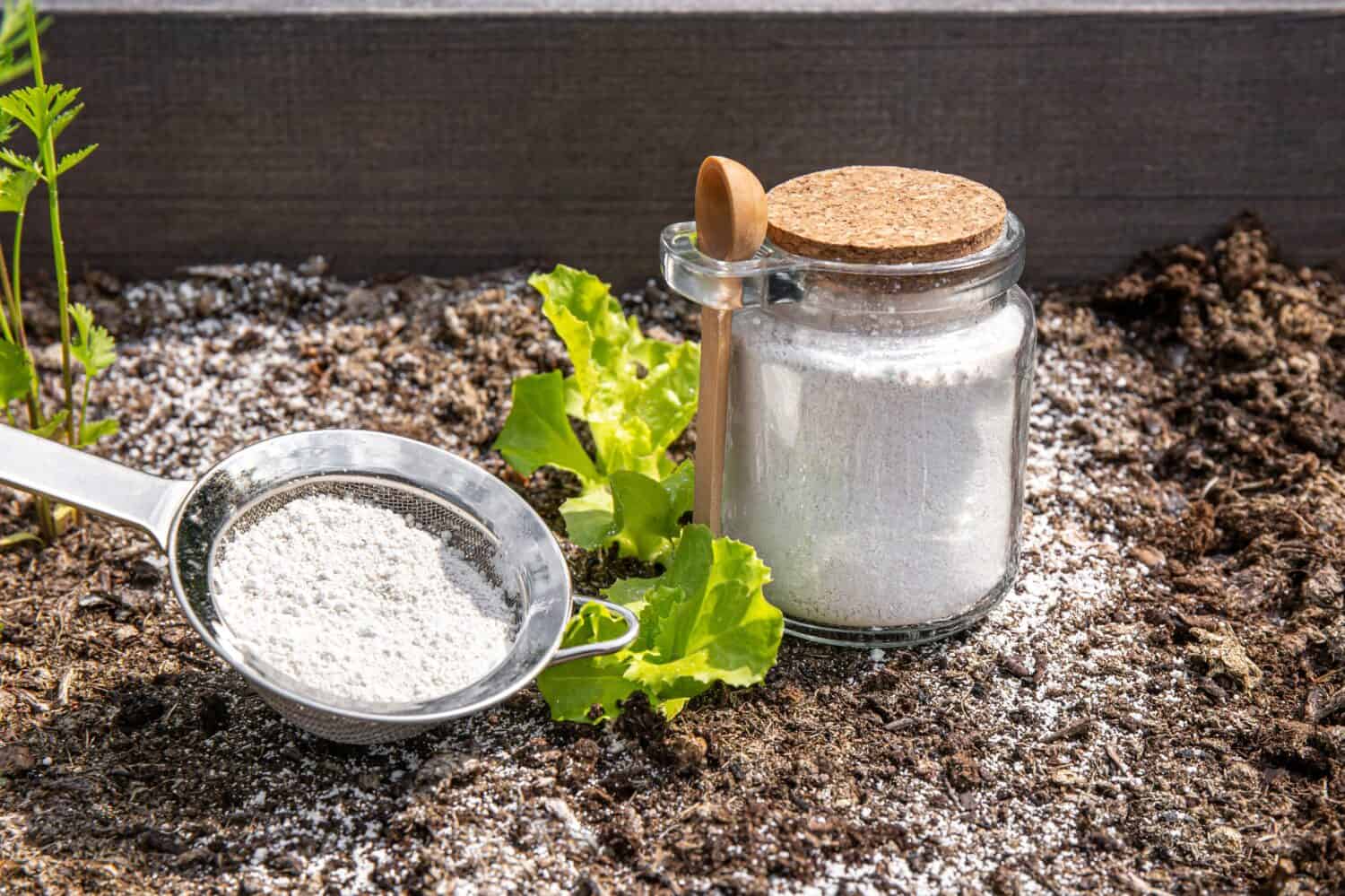 Diatomaceous earth( Kieselgur) powder in jar for non-toxic organic insect repellent. Using diatomite in garden concept.