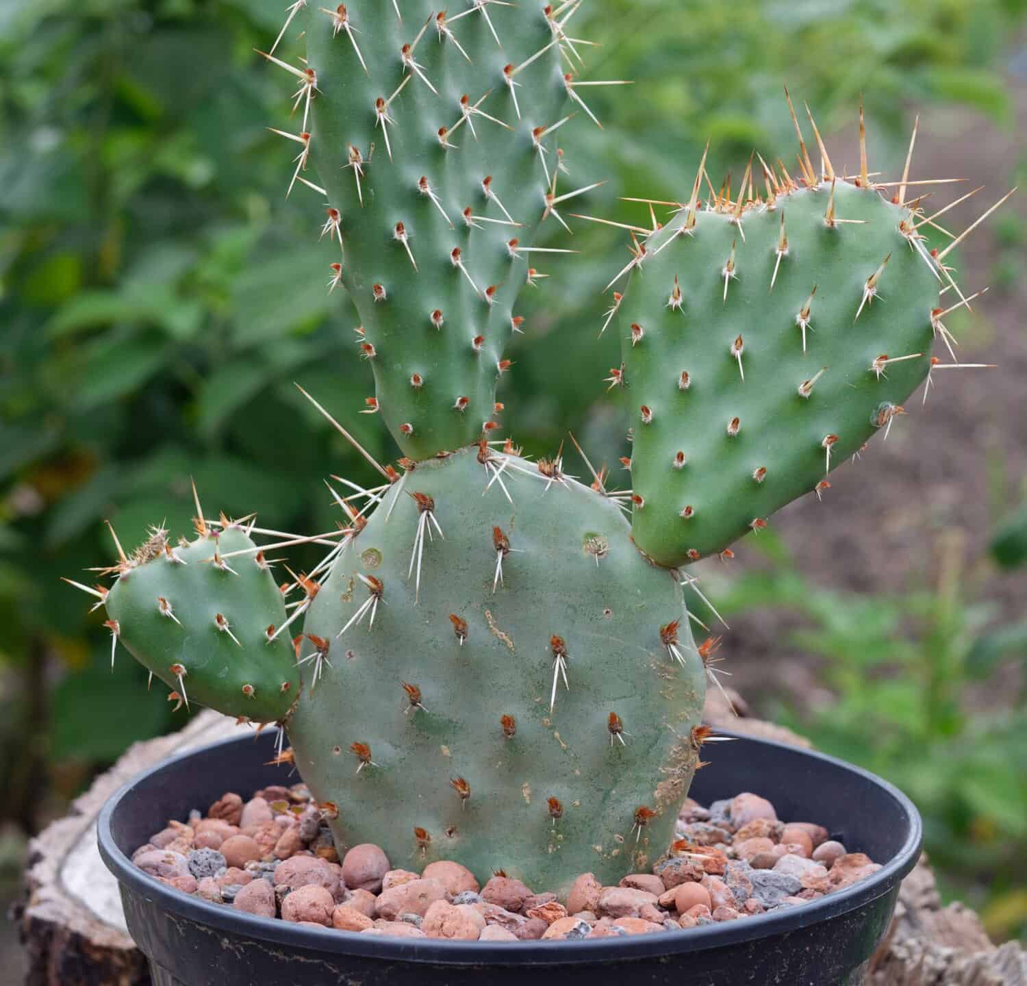 Opuntia rhodantha - cactus from North America