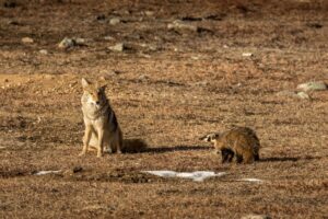 Coyote Tries Attacking a Badger But Backs Away Due to the Smaller Creature’s Lack of Fear Picture