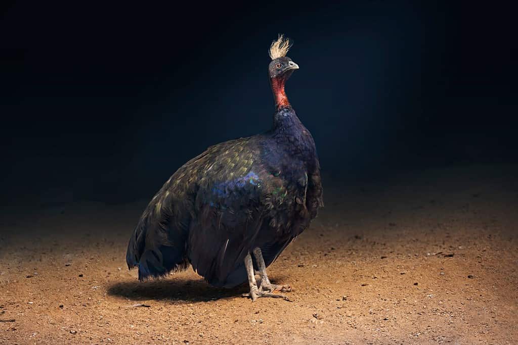 Male Congo Peafowl (Afropavo congensis) or African peafowl, standing erect against a dark background.