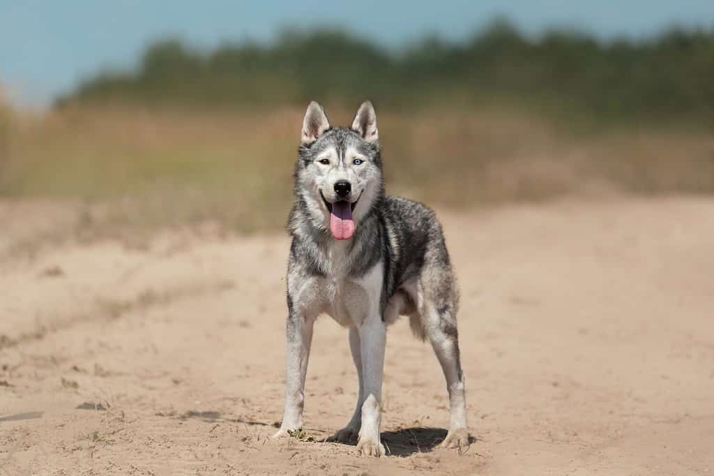gray husky stands in a field on the sand