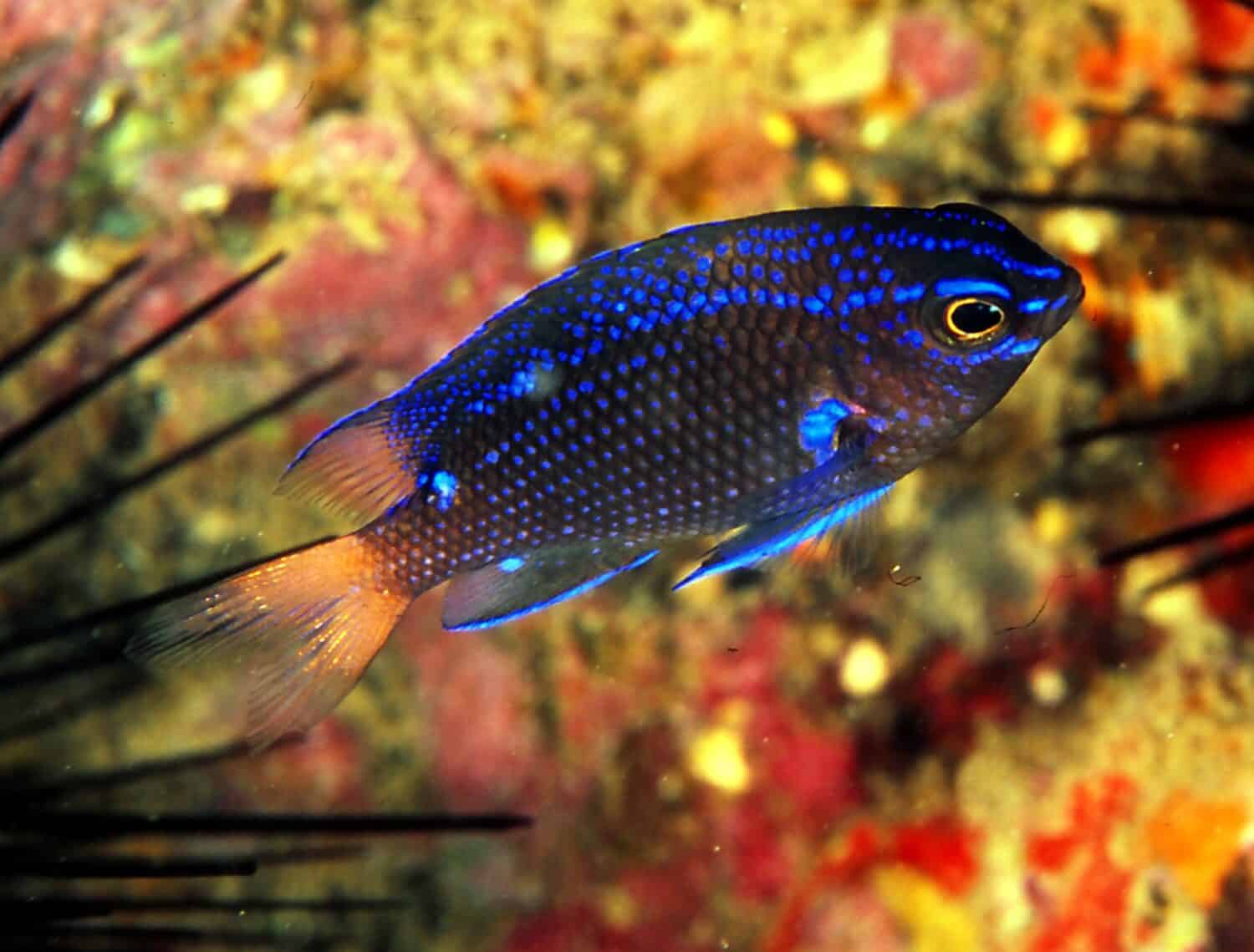 juvenile blue-fin damselfish (also known as canary damselfish) defends its territory on reef wall