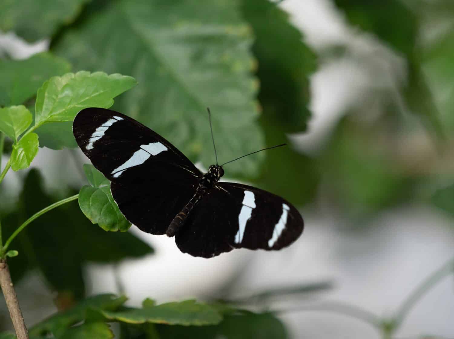 Black and white Antiochus Longwing or Helioconius antiochus butterfly perched on a green leaf with open wings. Photographed with a shallow depth of field in Houston, Texas.