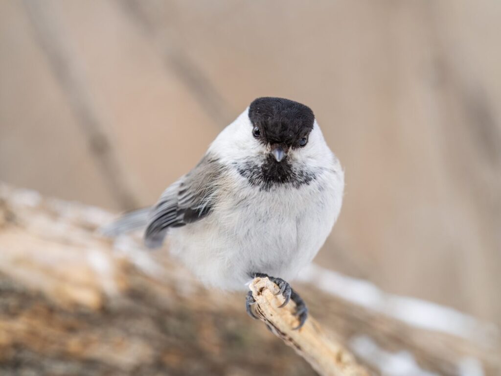 Cute bird The willow tit, song bird sitting on a branch without leaves in the winter. Willow tit perching on tree in winter. The willow tit, lat. Poecile montanus.