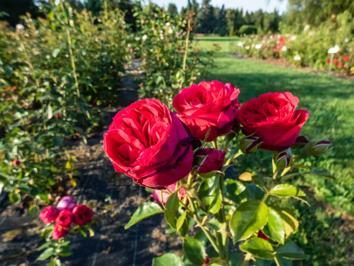 Climbing rose 'Red eden rose' flowering with large, full, cluster-flowered, cupped, old-fashioned blooms in bright sunlight in a park