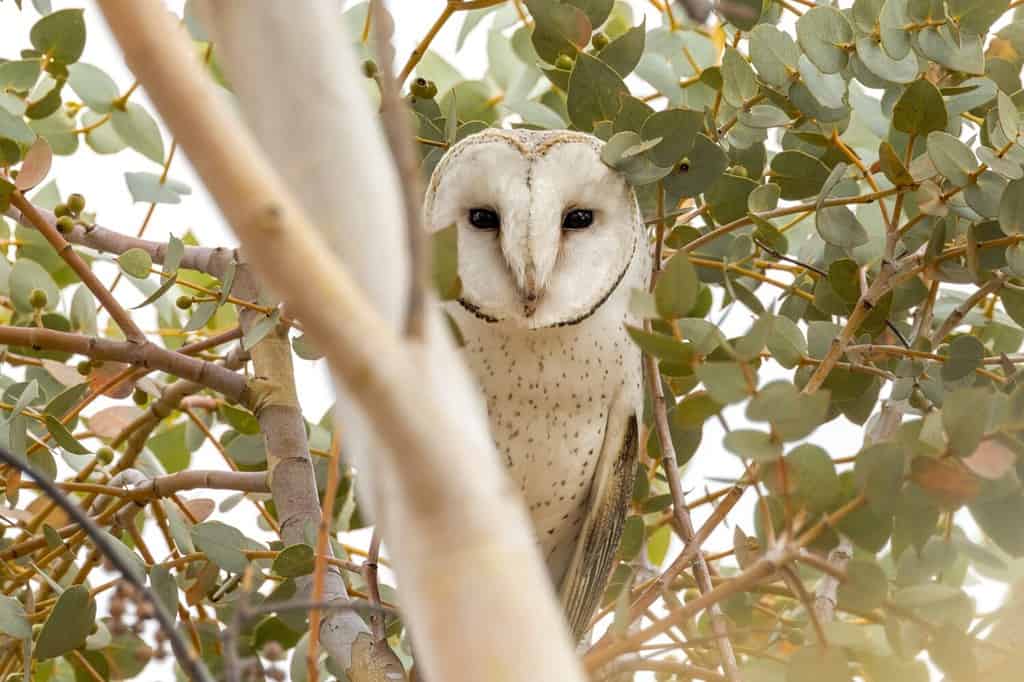 Eastern Barn Owl in South Australia