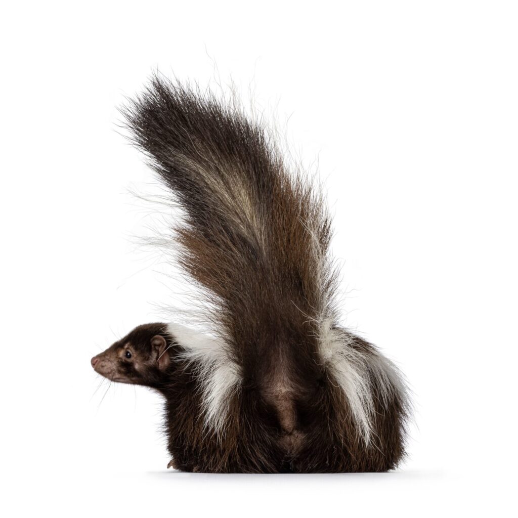 Back side of classic brown with white striped young skunk aka Mephitis mephitis, laying down showing butt. Looking away from camera with tail high up ready to spray. Isolated on a white background