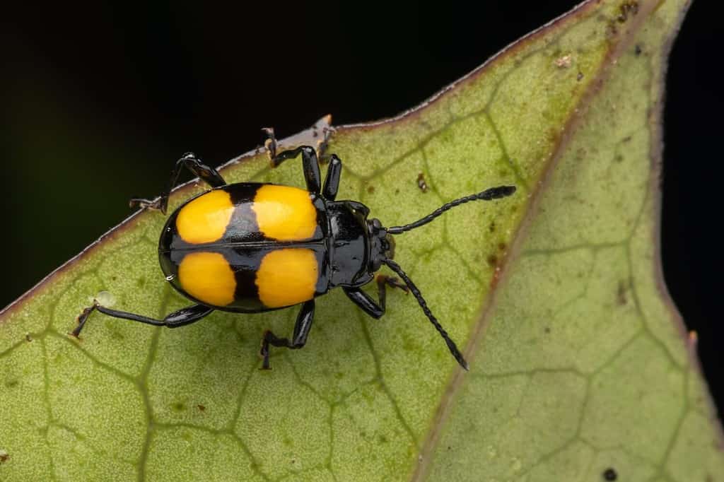 yellow spotted black fungus beetle