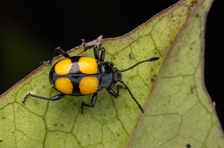 Bathroom Bugs Identification Guide: How to Get Rid of Each Type - A-Z Animals