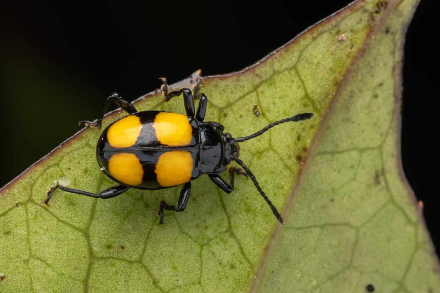 Bathroom Bugs Identification Guide: How to Get Rid of Each Type